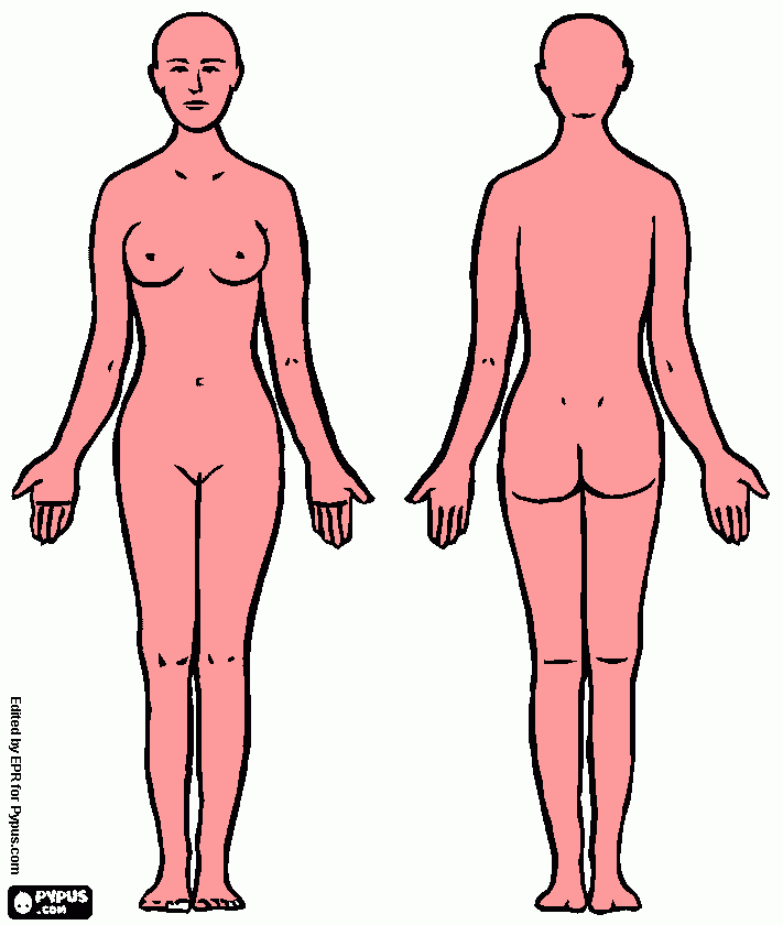 dessin corps humain