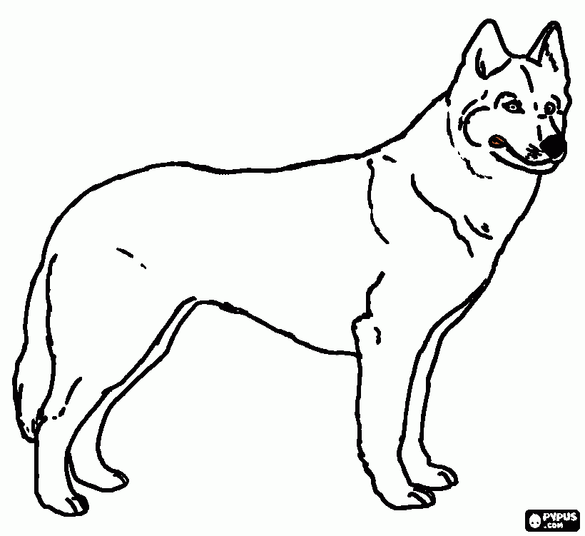 dessin loup blanc