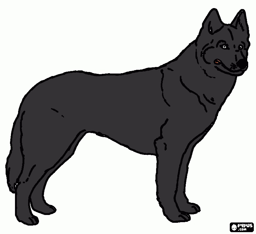 dessin loup noir